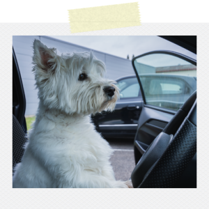 Mila, mascotte et Directrice de la bonne humeur chez VSP Location